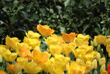 Tulipa 'Crown of Dynasty'