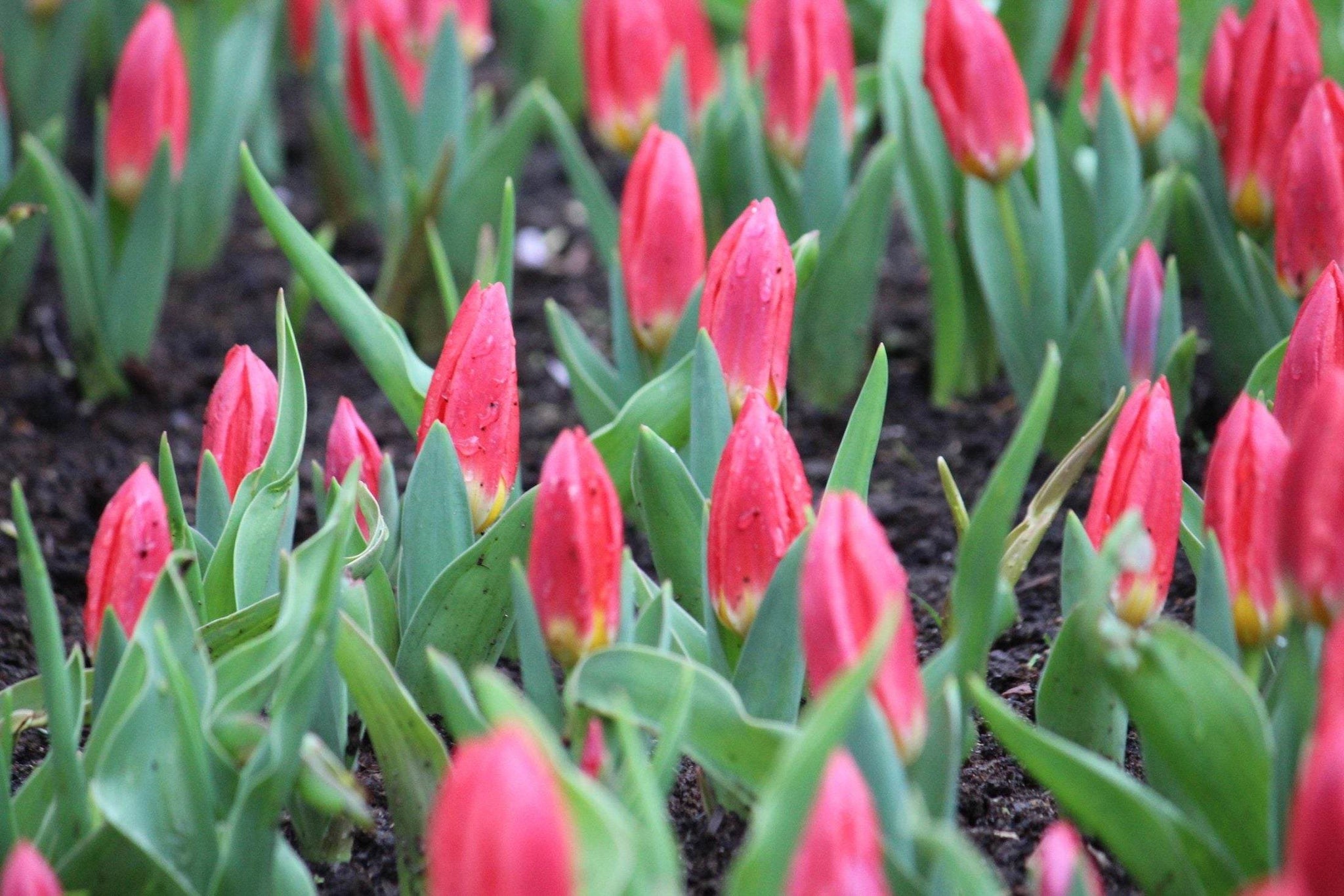 Tulipa 'Duc van Tol Scarlet'