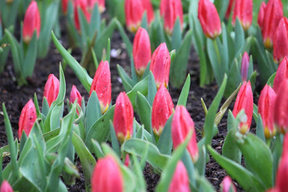 Tulipa 'Duc van Tol Scarlet'