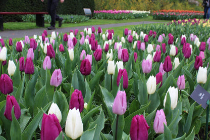 Tulipa 'Dynamic Change'