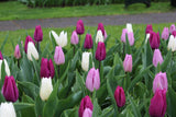 Tulipa 'Dynamic Change'