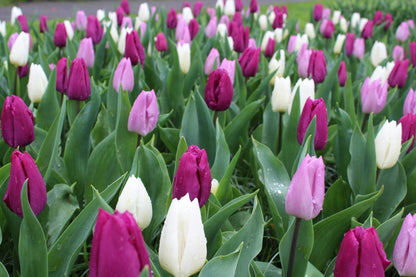 Tulipa 'Dynamic Change'