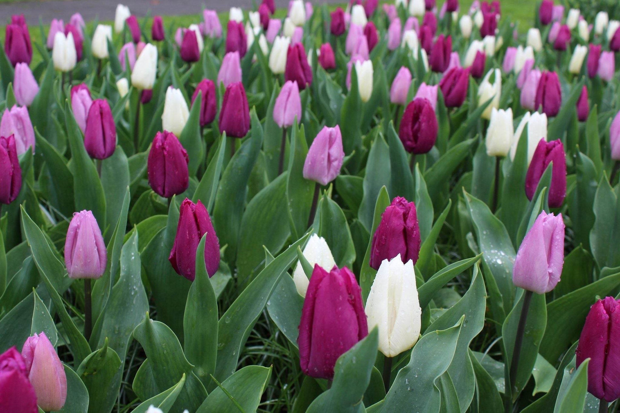 Tulipa 'Dynamic Change'