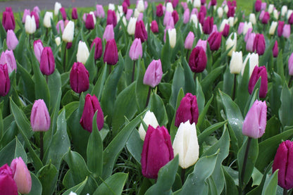Tulipa 'Dynamic Change'
