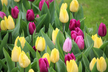 Tulipa 'Dynamic Sun'
