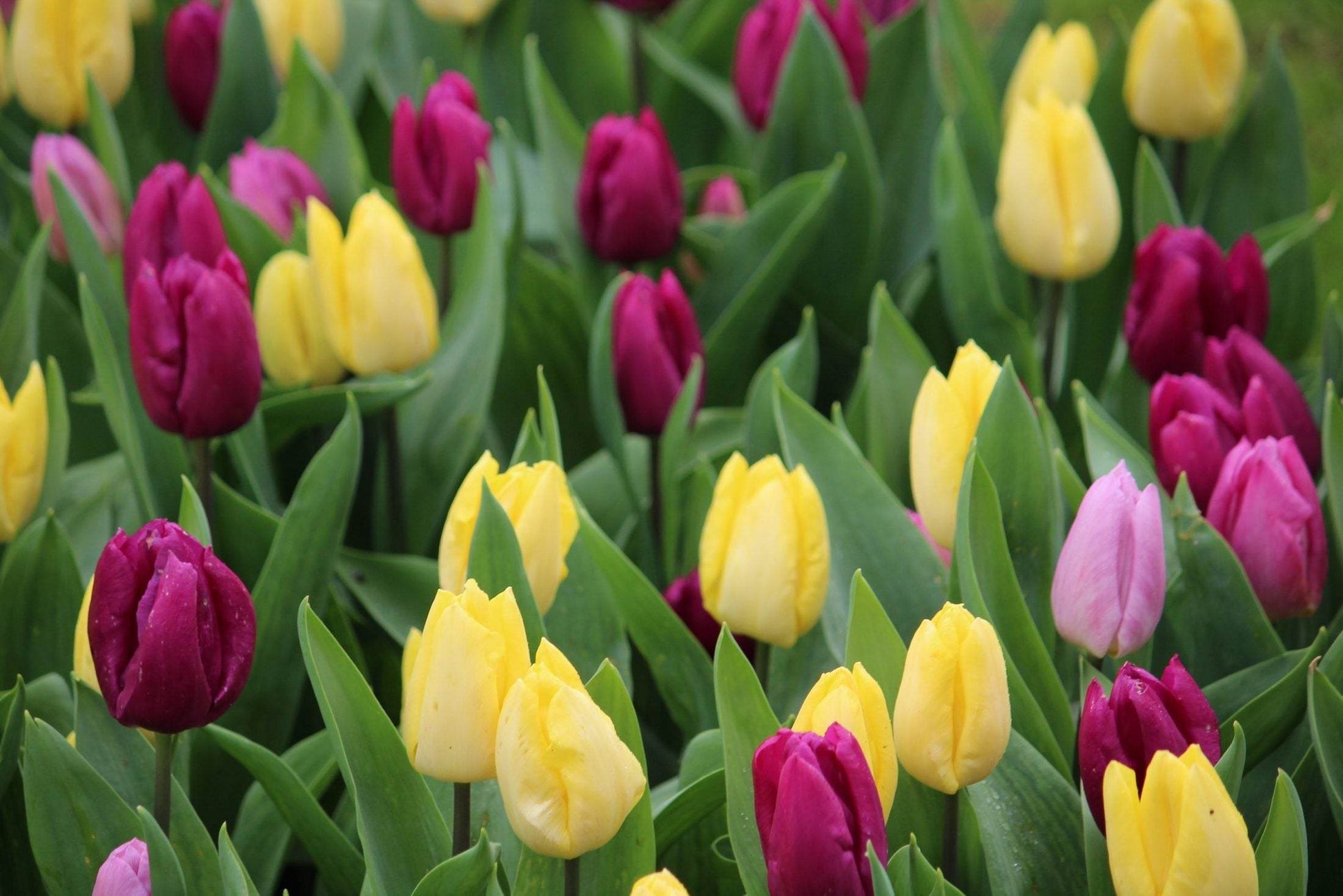 Tulipa 'Dynamic Sun'