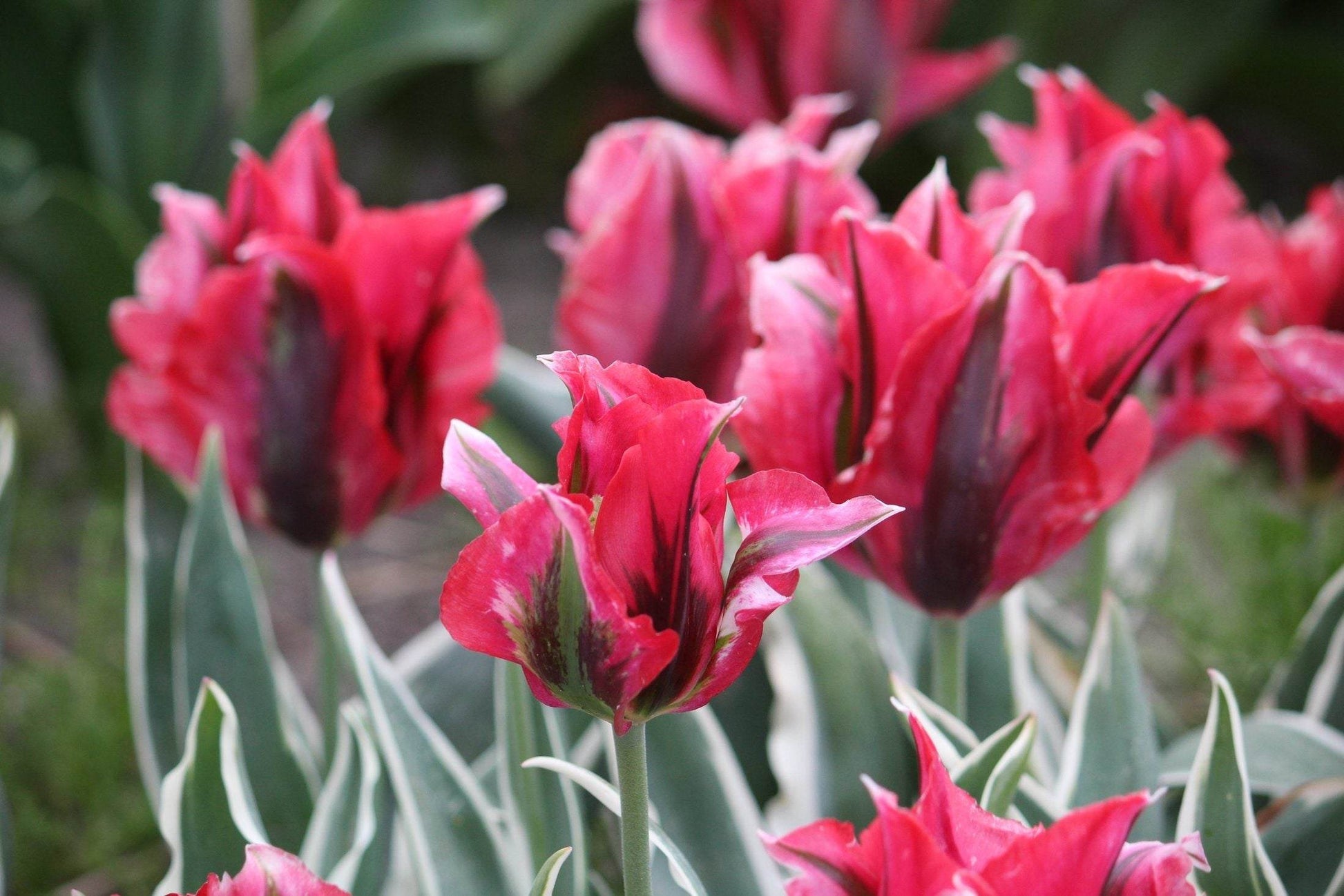 Tulipa 'Esperanto'