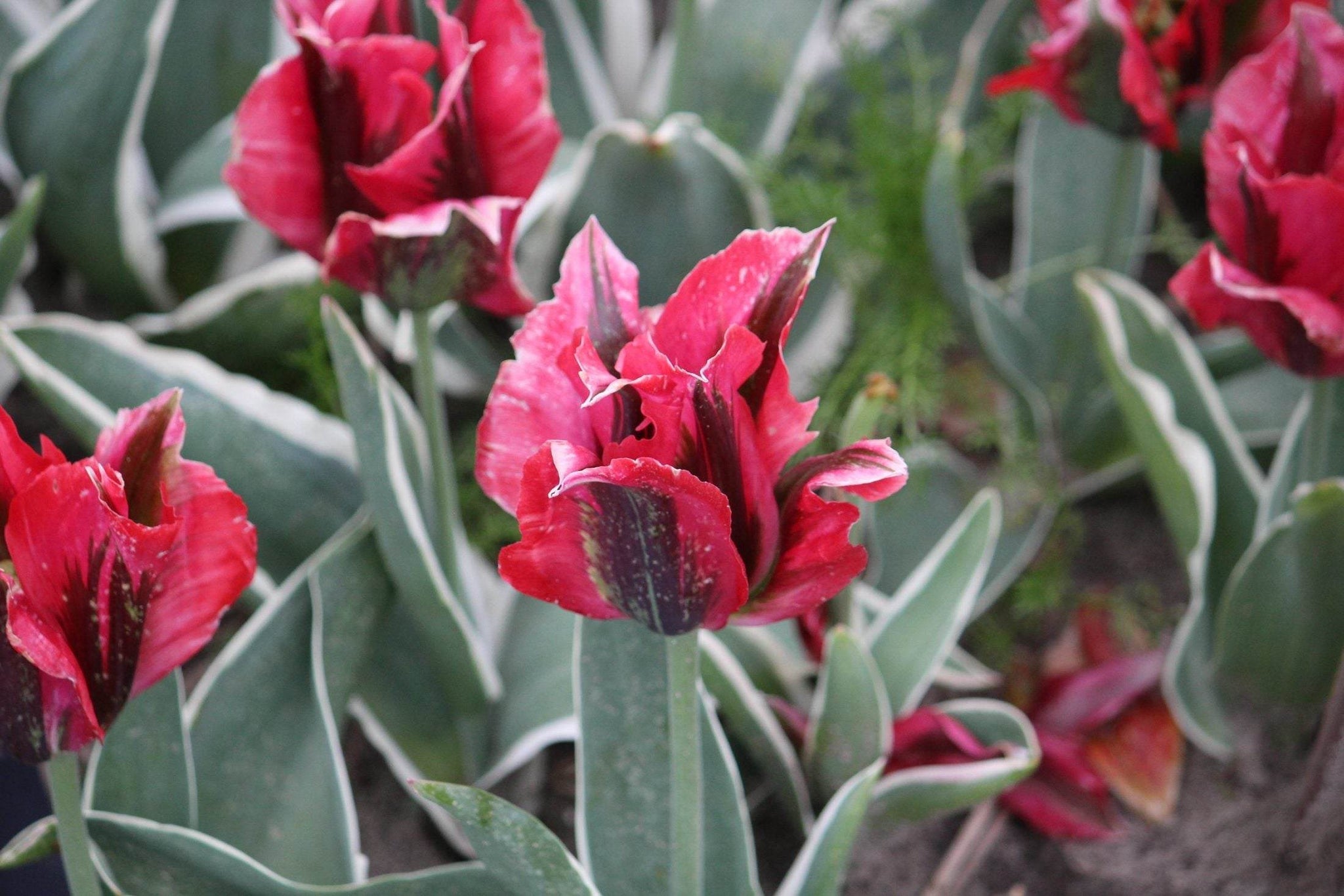 Tulipa 'Esperanto'
