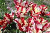 Tulipa 'Estella Rijnveld'