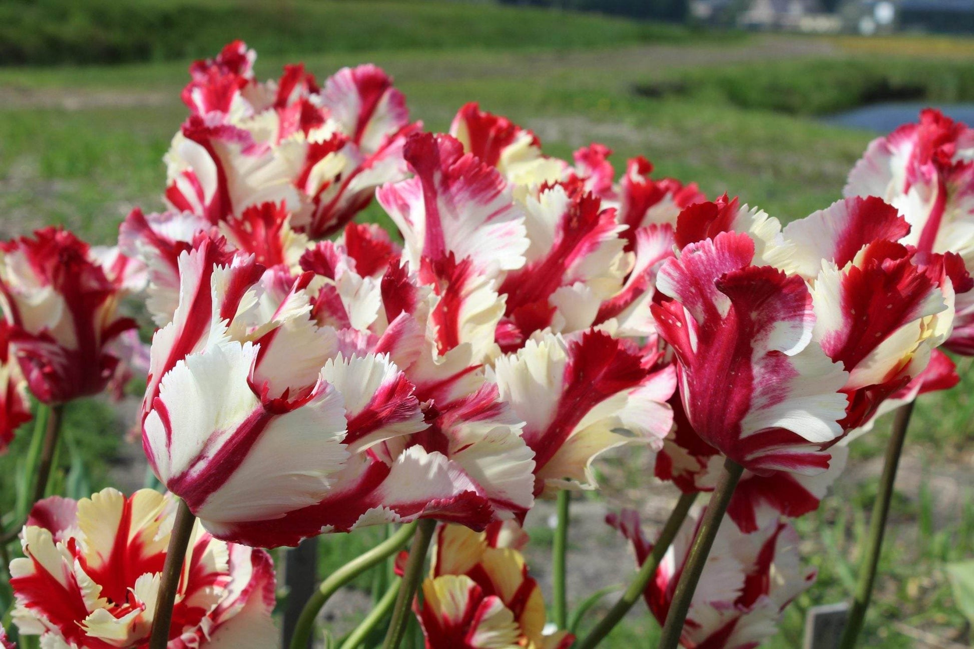 Tulipa 'Estella Rijnveld'