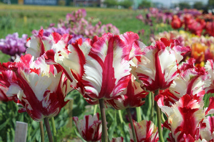 Tulipa 'Estella Rijnveld'