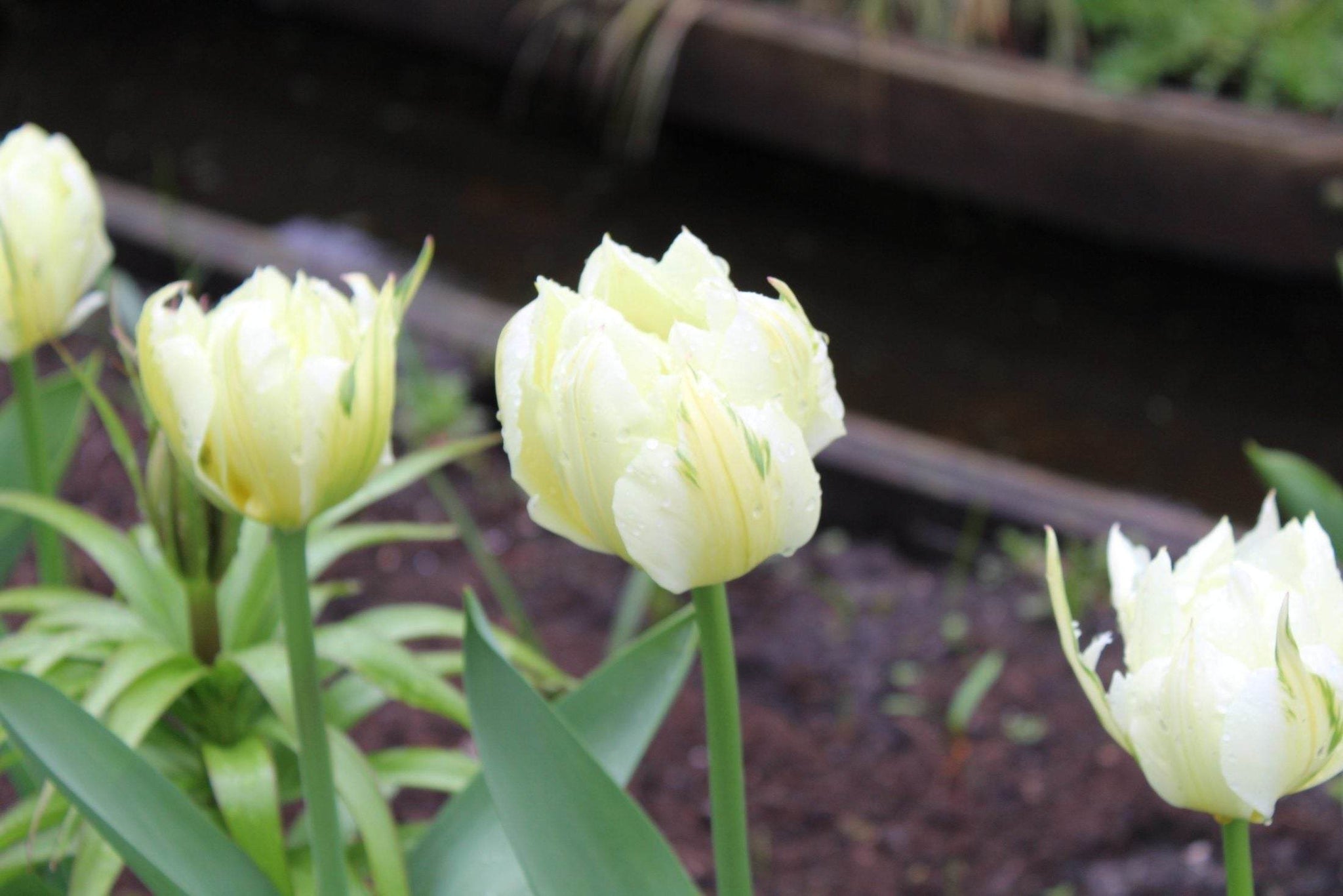 Tulipa 'Exotic Emperor'