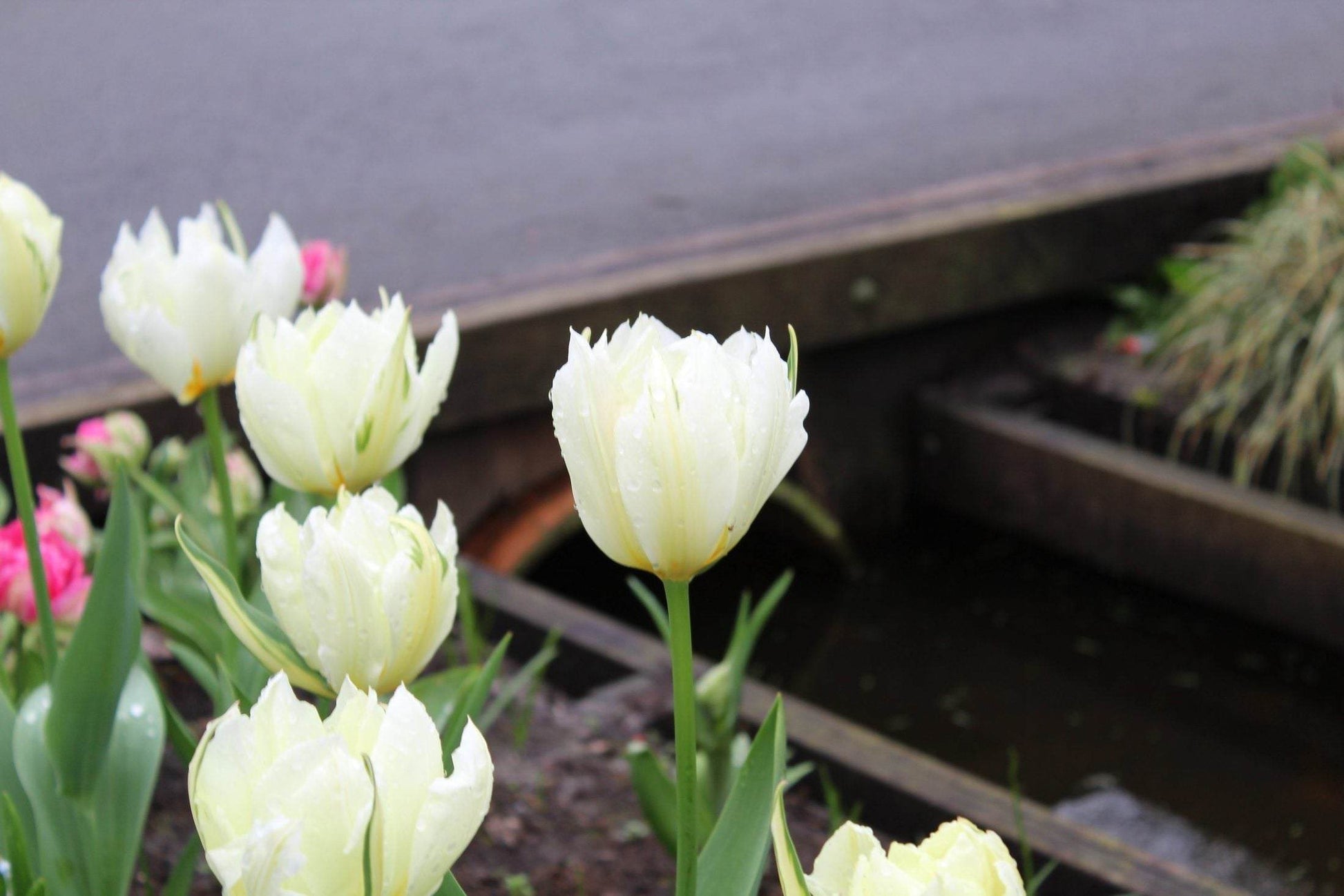 Tulipa 'Exotic Emperor'