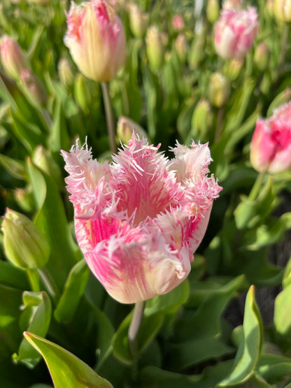 Tulipa 'Fancy Frills'