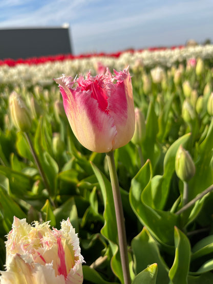 Tulipa 'Fancy Frills'