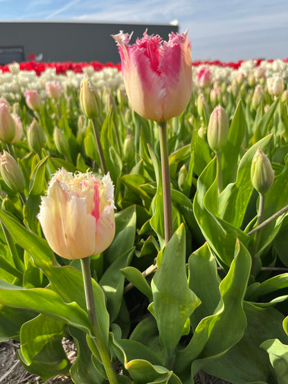 Tulipa 'Fancy Frills'
