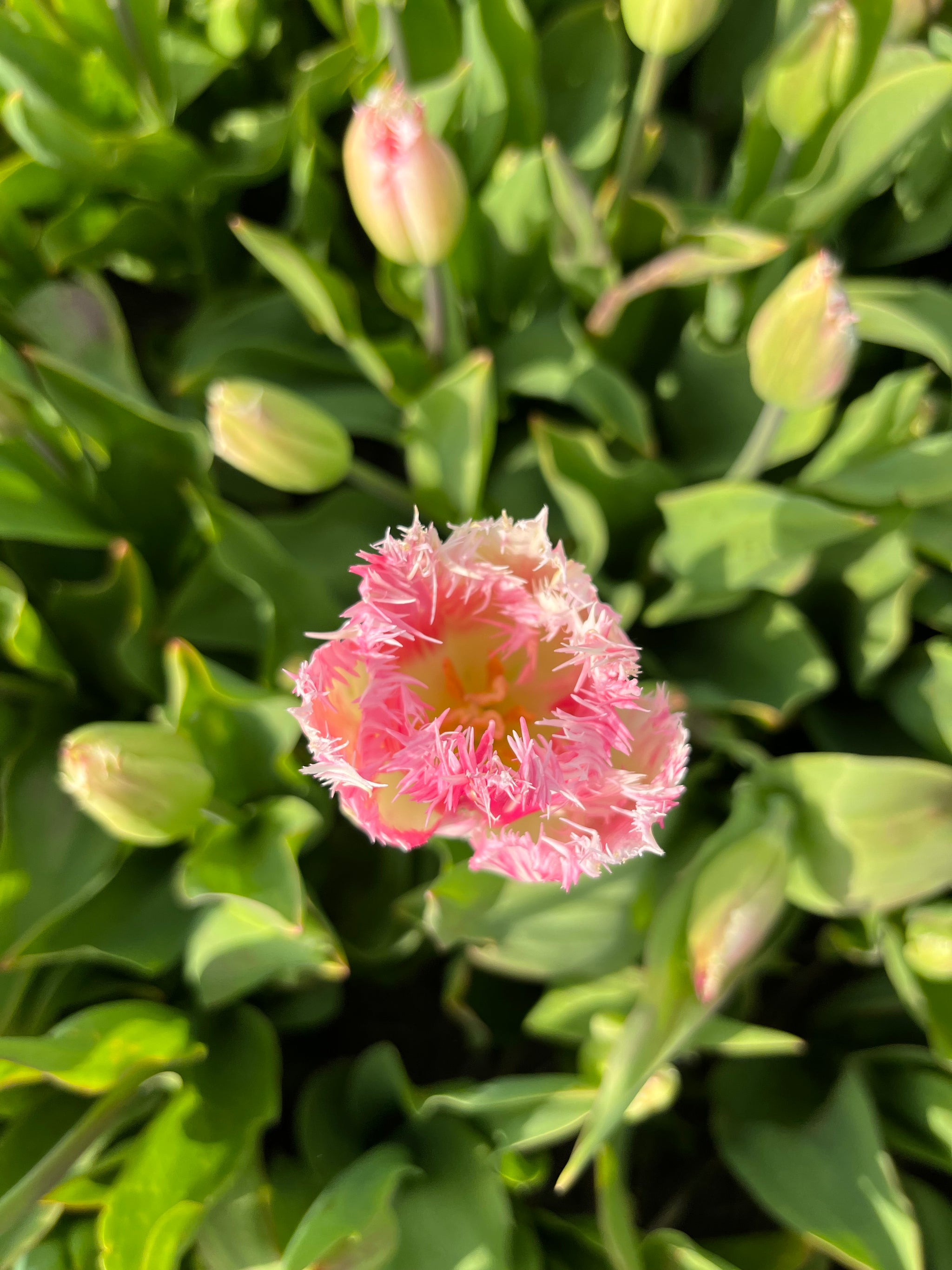 Tulipa 'Fancy Frills'