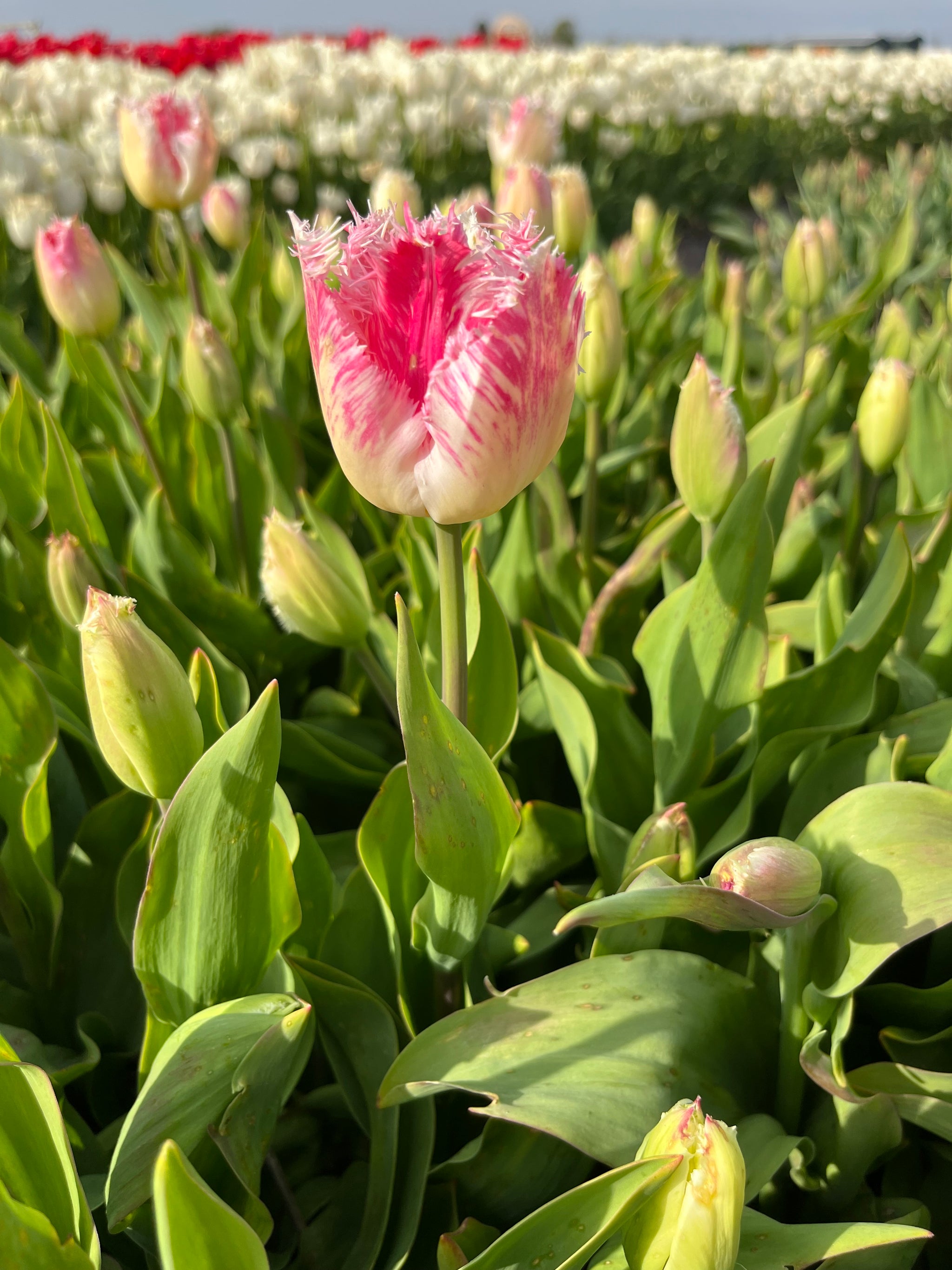 Tulipa 'Fancy Frills'
