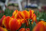 Tulipa Flair