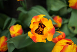 Tulipa Flair