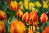 Tulipa Flair