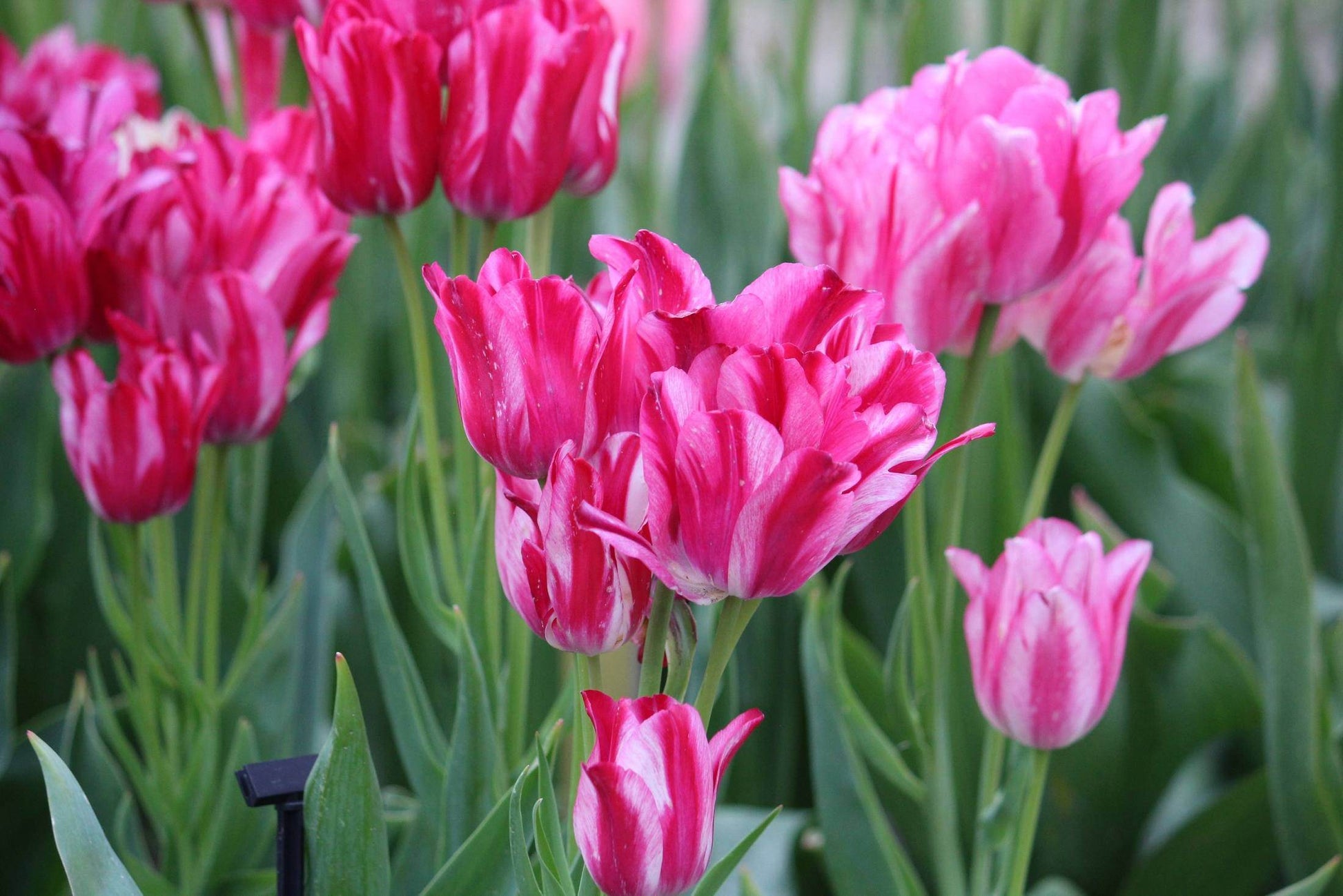 Tulipa 'Flaming Club'