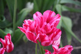 Tulipa 'Flaming Club'