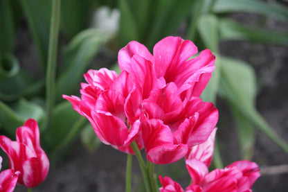 Tulipa 'Flaming Club'