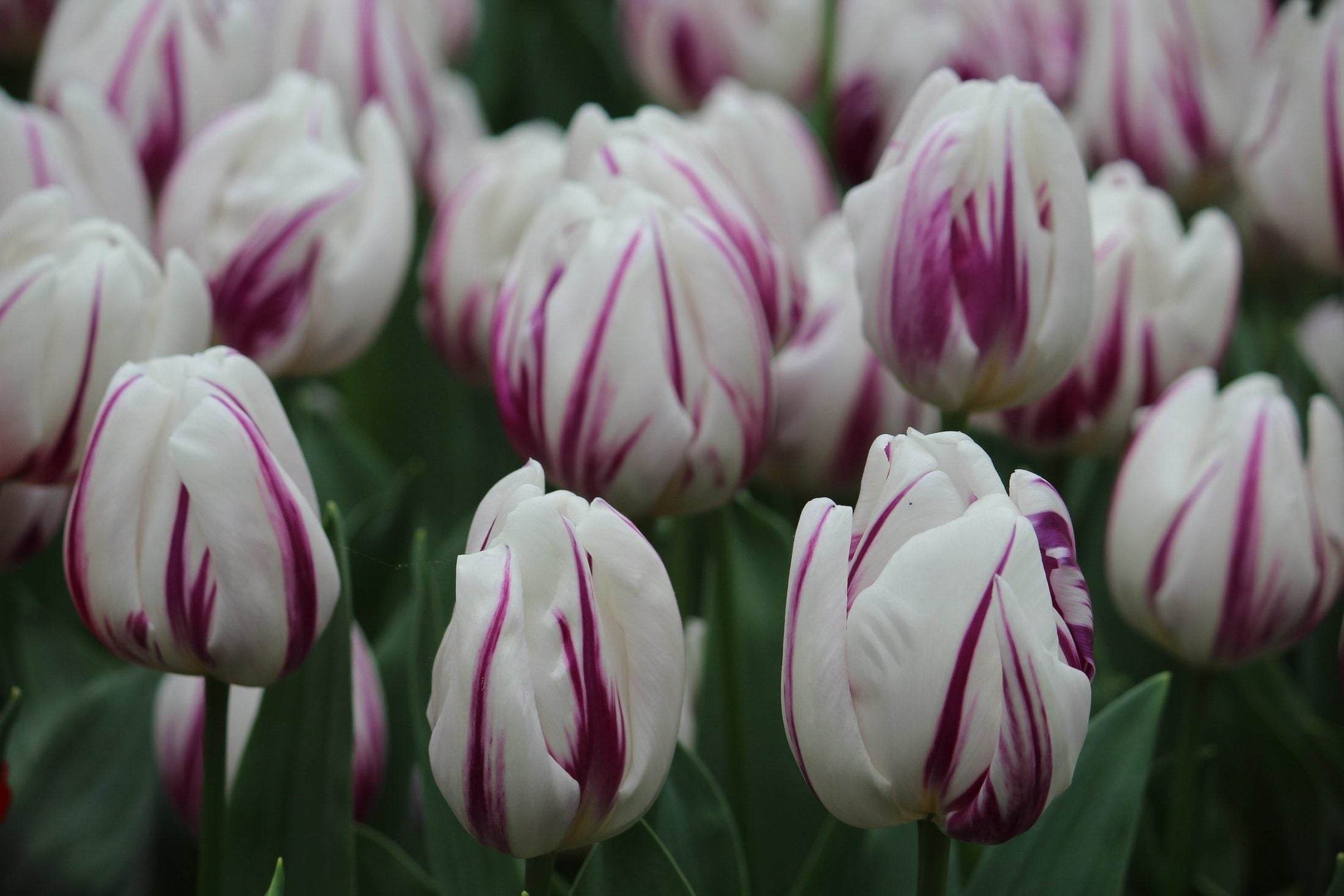 Tulipa 'Flaming Flag'