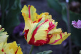 Tulipa 'Flaming Parrot'