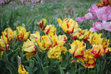 Tulipa 'Flaming Parrot'