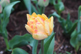 Tulipa 'Foxy Foxtrot'