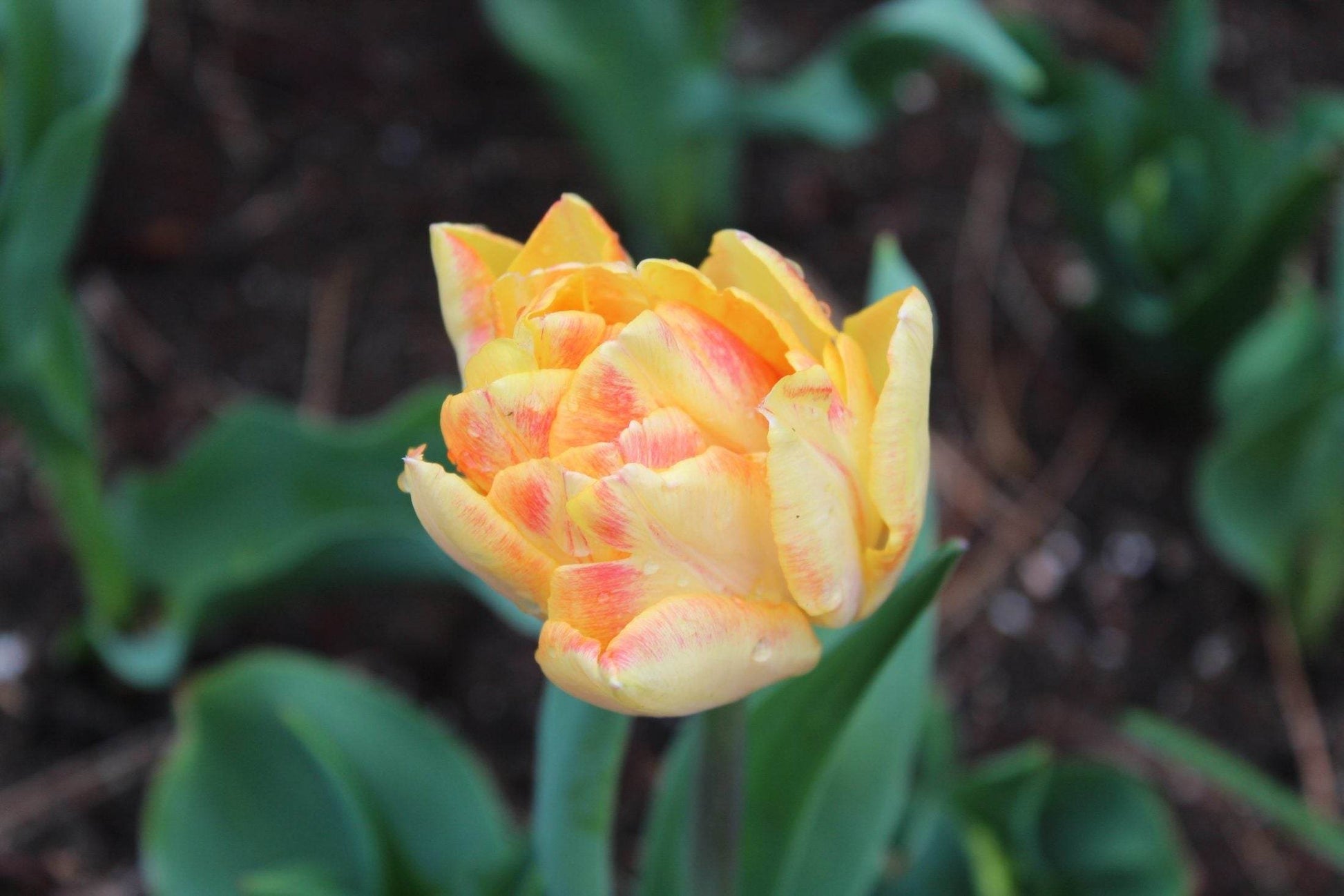 Tulipa 'Foxy Foxtrot'