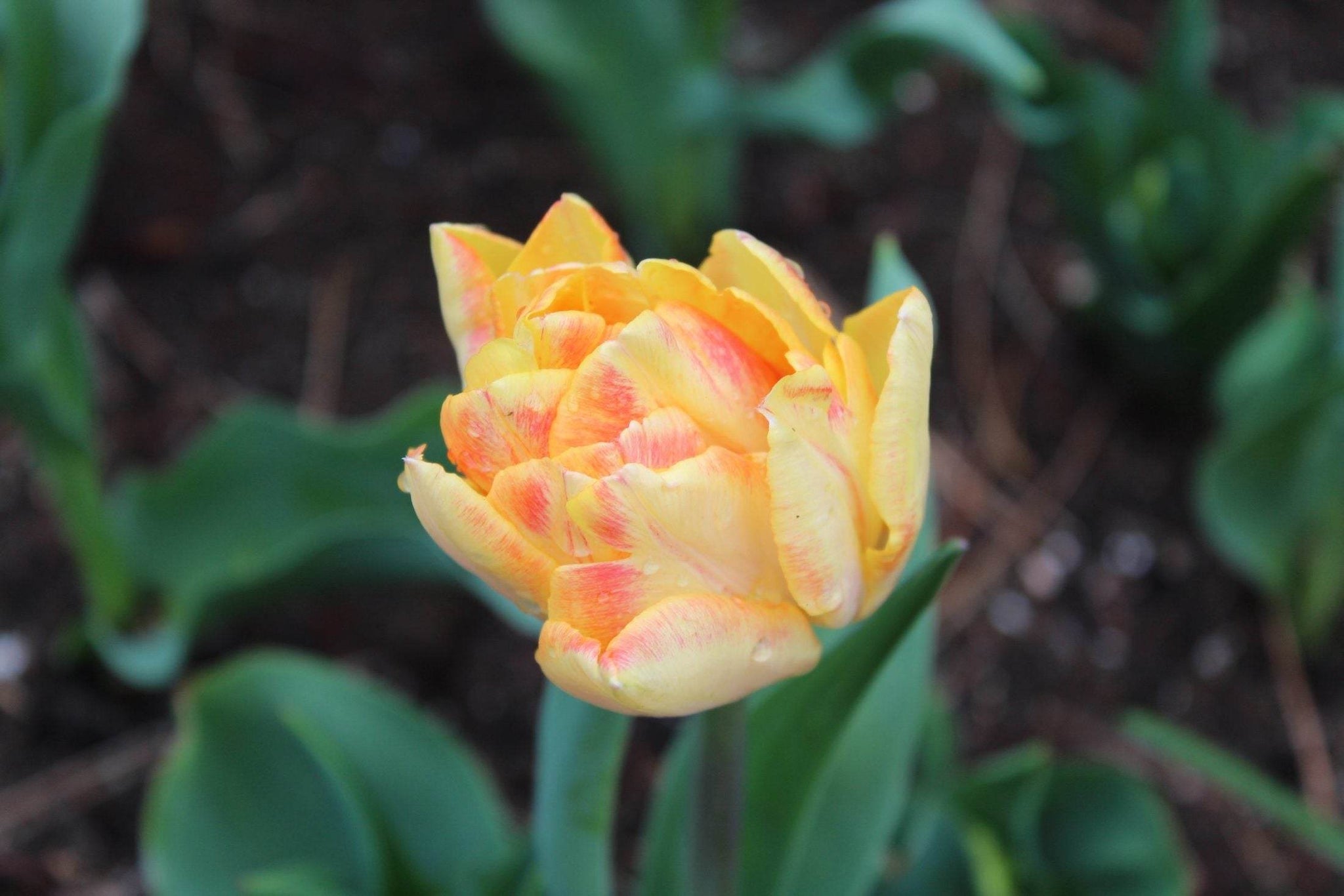Tulipa 'Foxy Foxtrot'