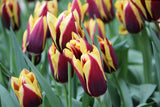 Tulipa 'Gavota'