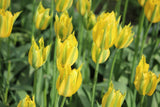 Tulipa 'Green Mile'