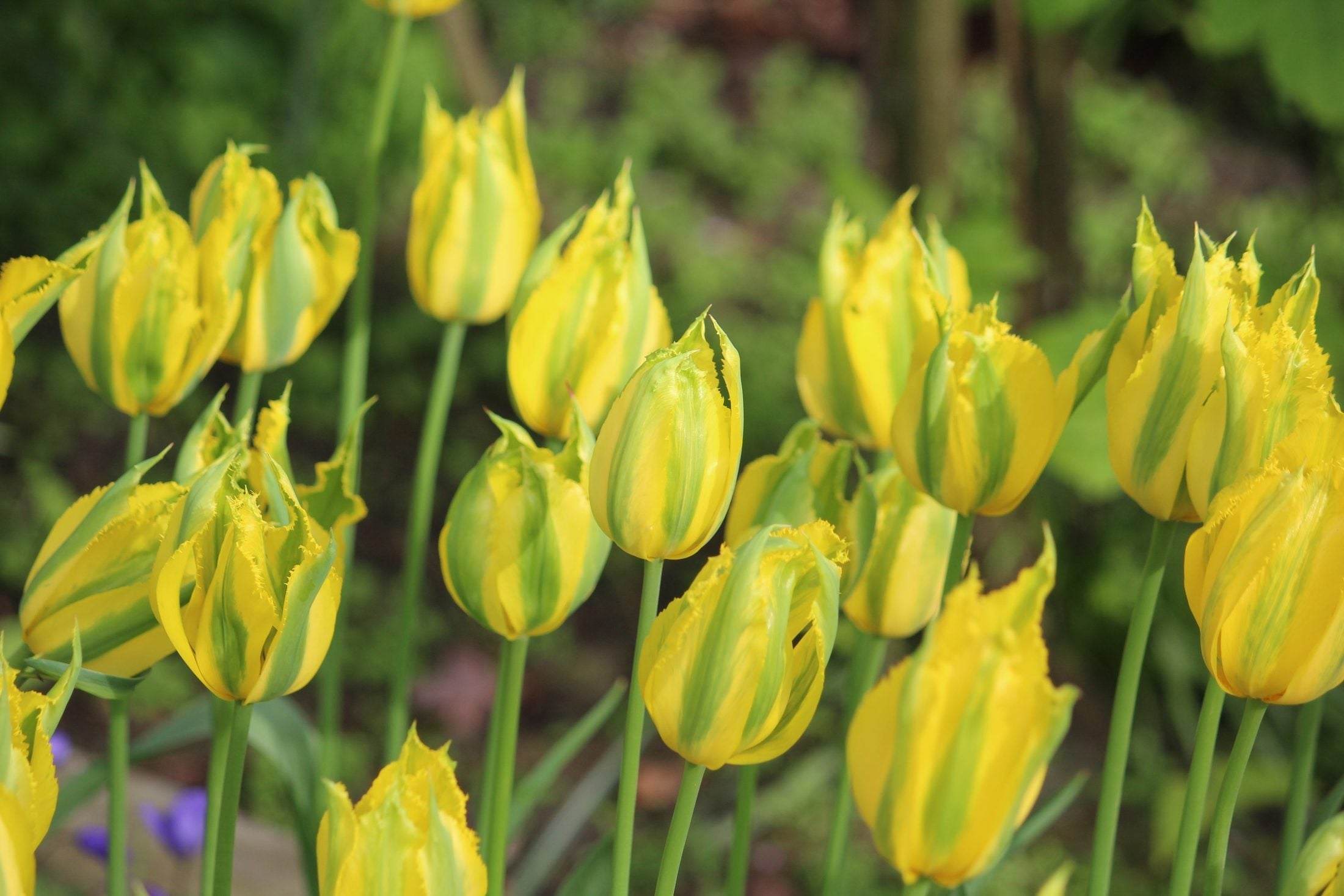 Tulipa 'Green Mile'