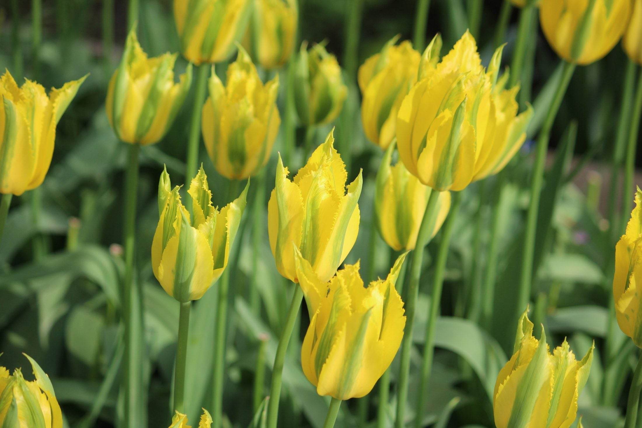 Tulipa 'Green Mile'