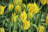 Tulipa 'Green Mile'