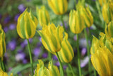 Tulipa 'Green Mile'