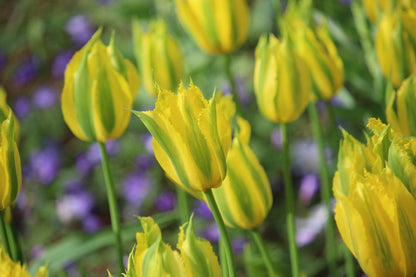 Tulipa 'Green Mile'