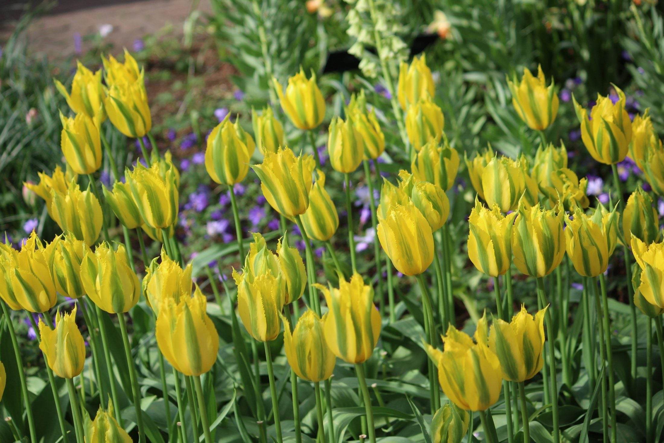 Tulipa 'Green Mile'