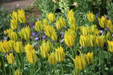 Tulipa 'Green Mile'