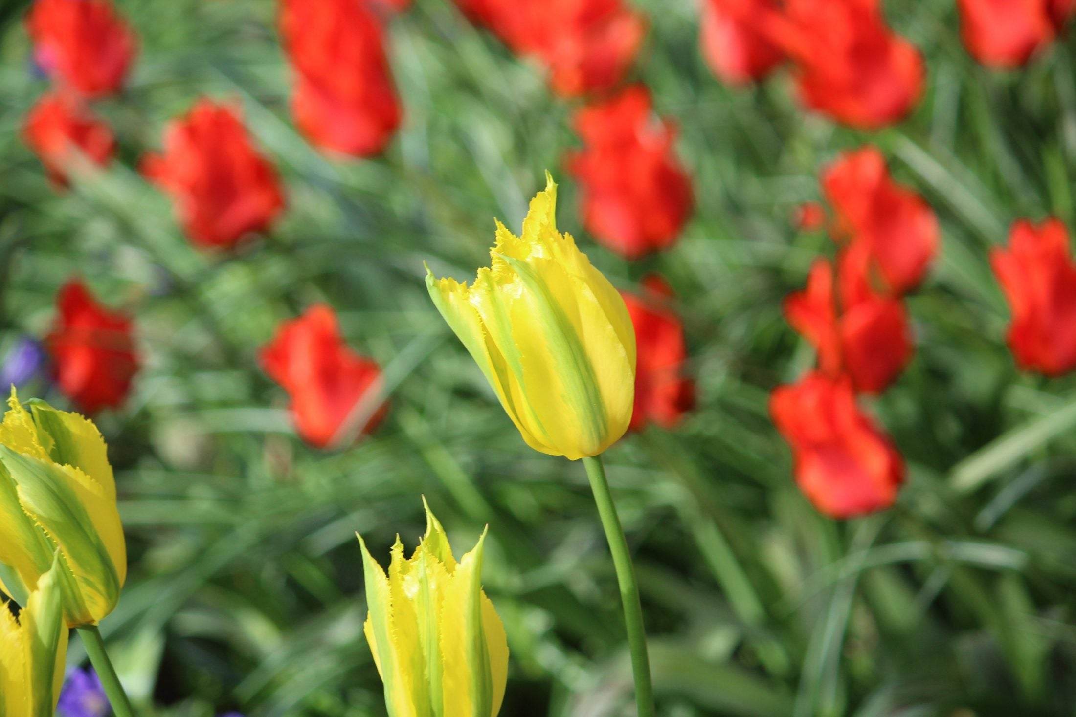 Tulipa 'Green Mile'