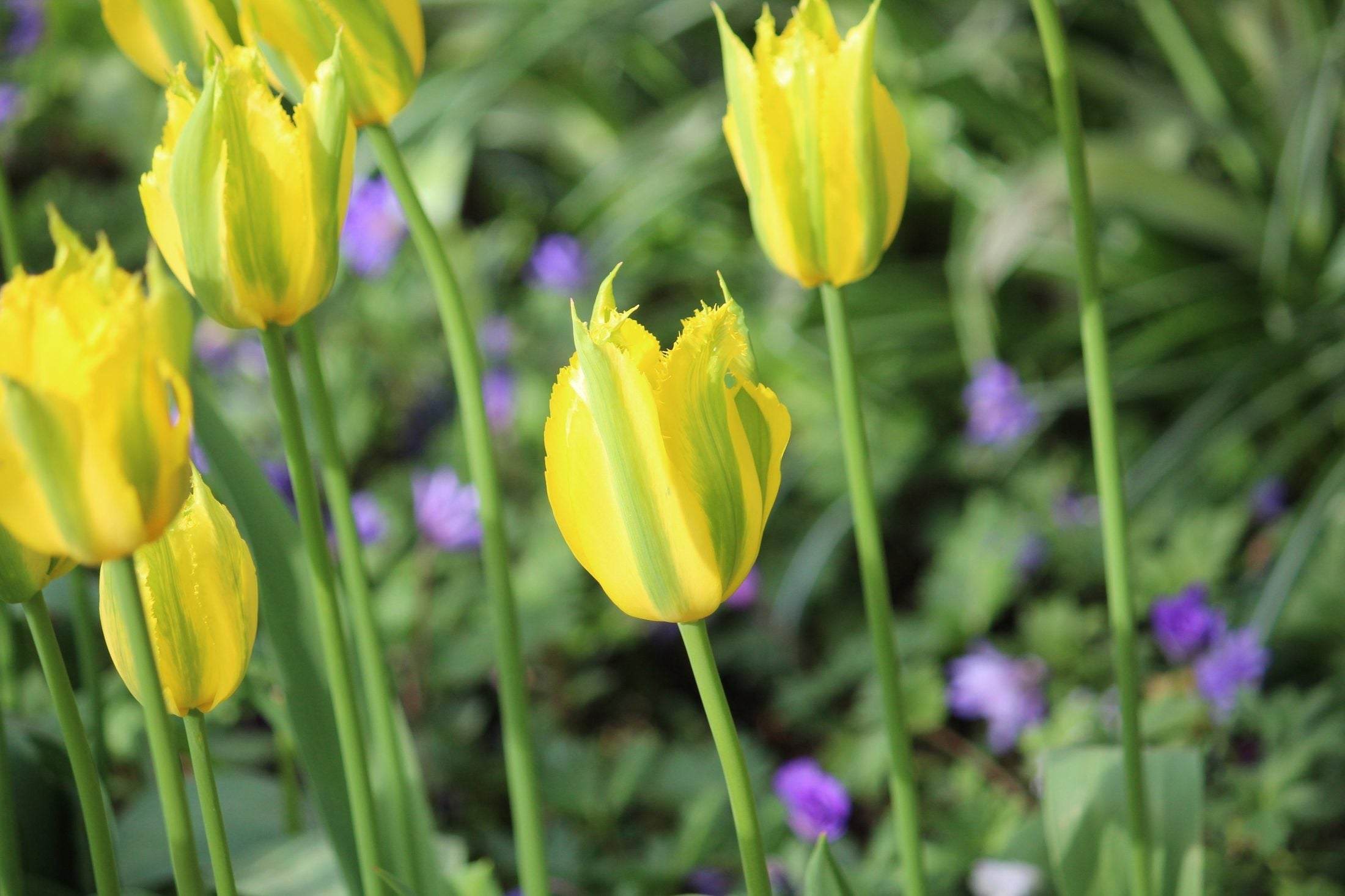 Tulipa 'Green Mile'