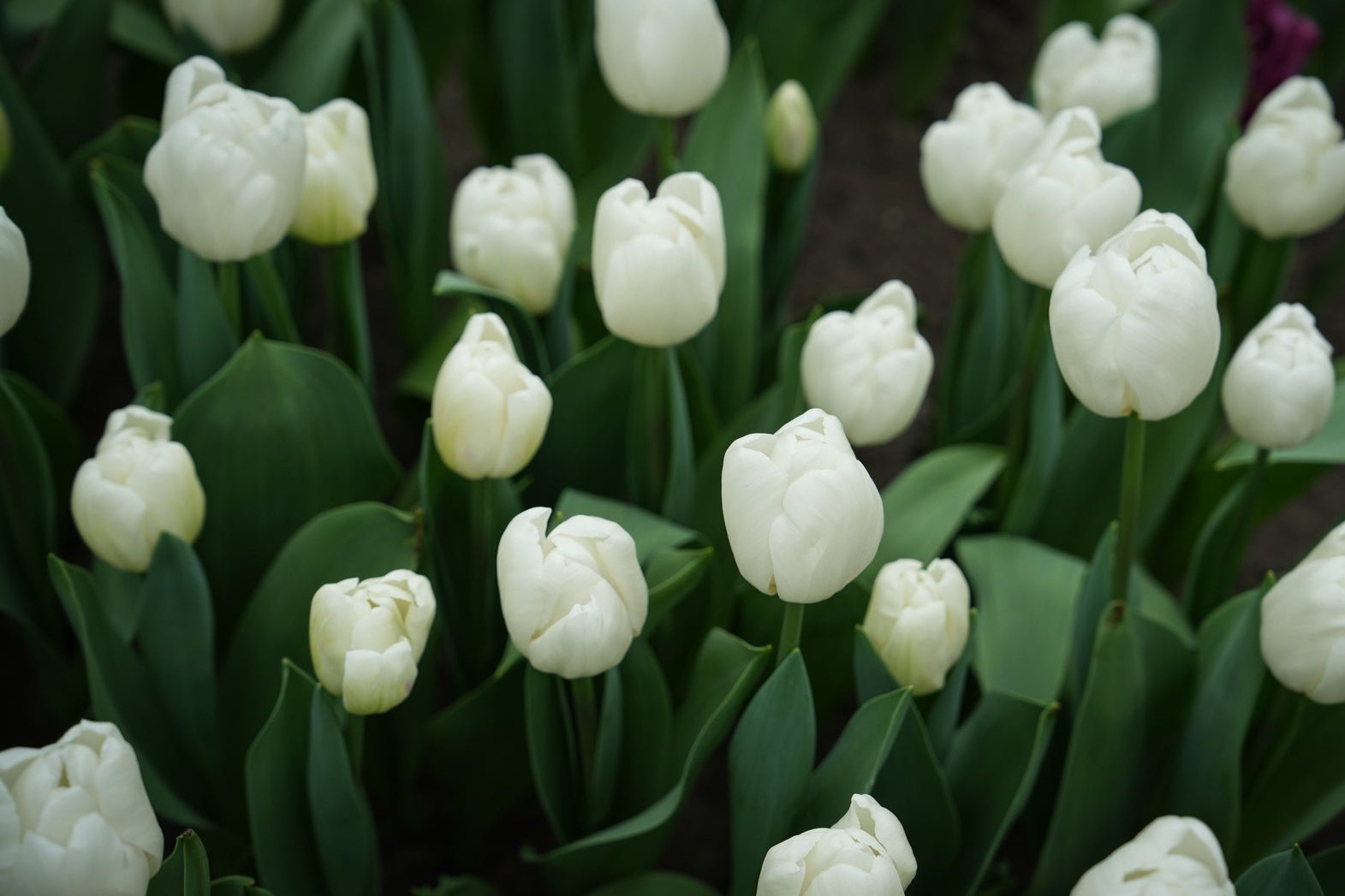 Tulipa 'Hakuun'