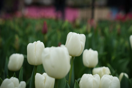 Tulipa 'Hakuun'