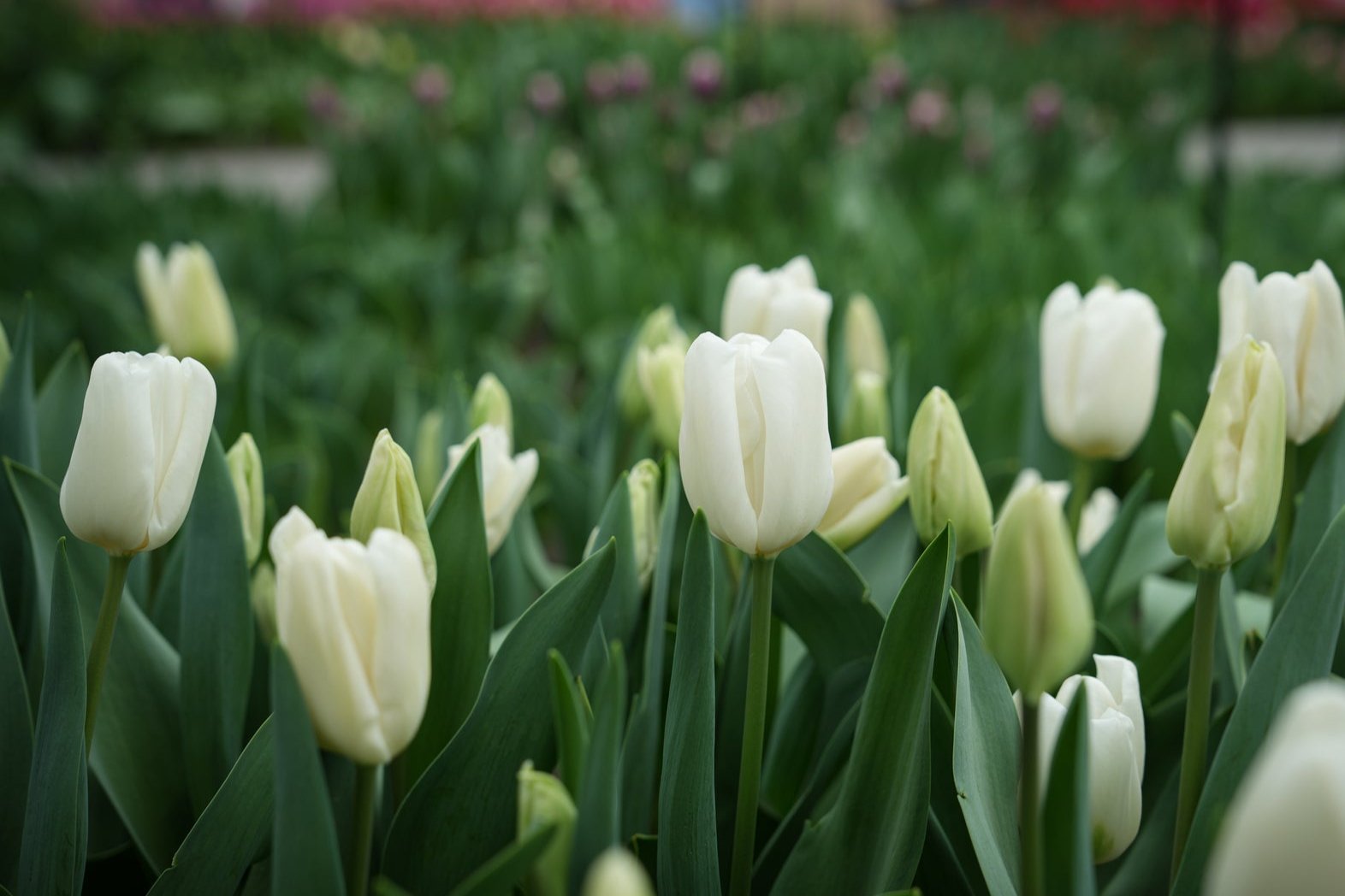 Tulipa 'Hakuun'