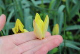 Tulipa 'Honky Tonk'