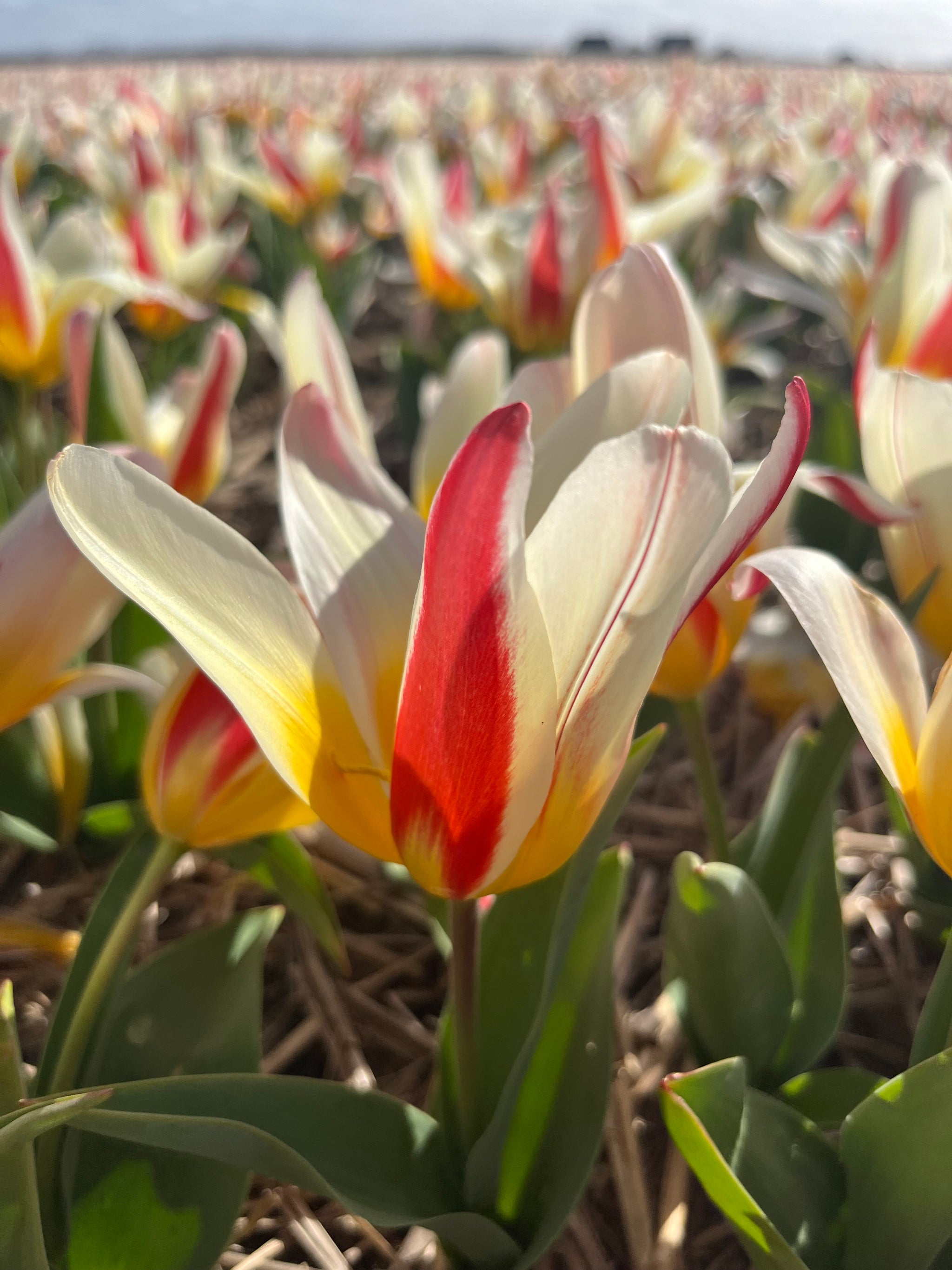 Tulipa 'Ice Stick'